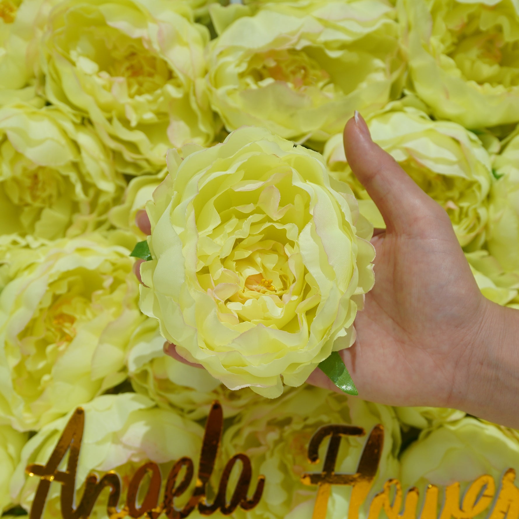 rose-flower-head-color-set