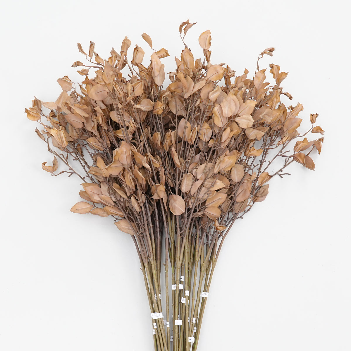autumn_leaf_brown_foliage