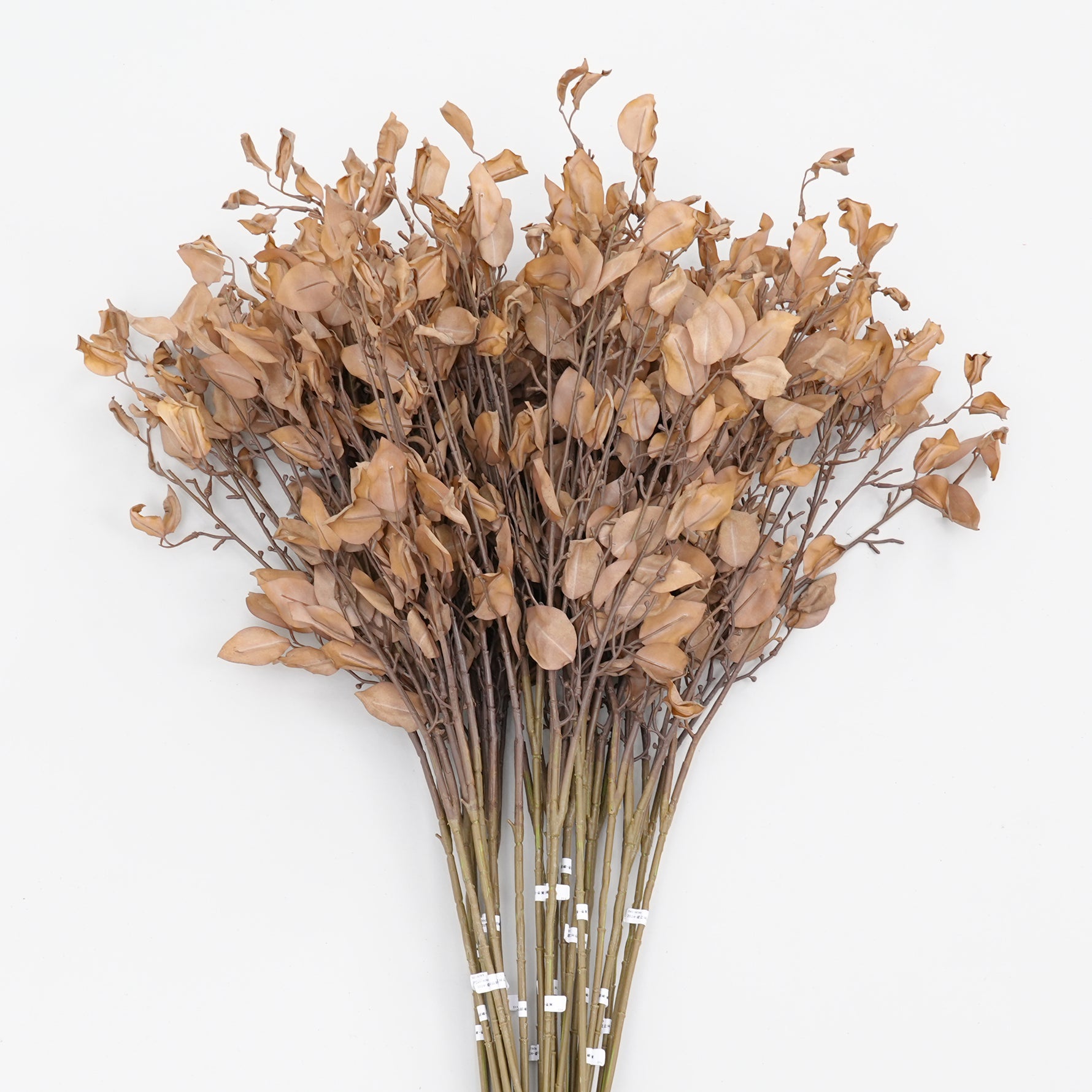 autumn_leaf_brown_foliage