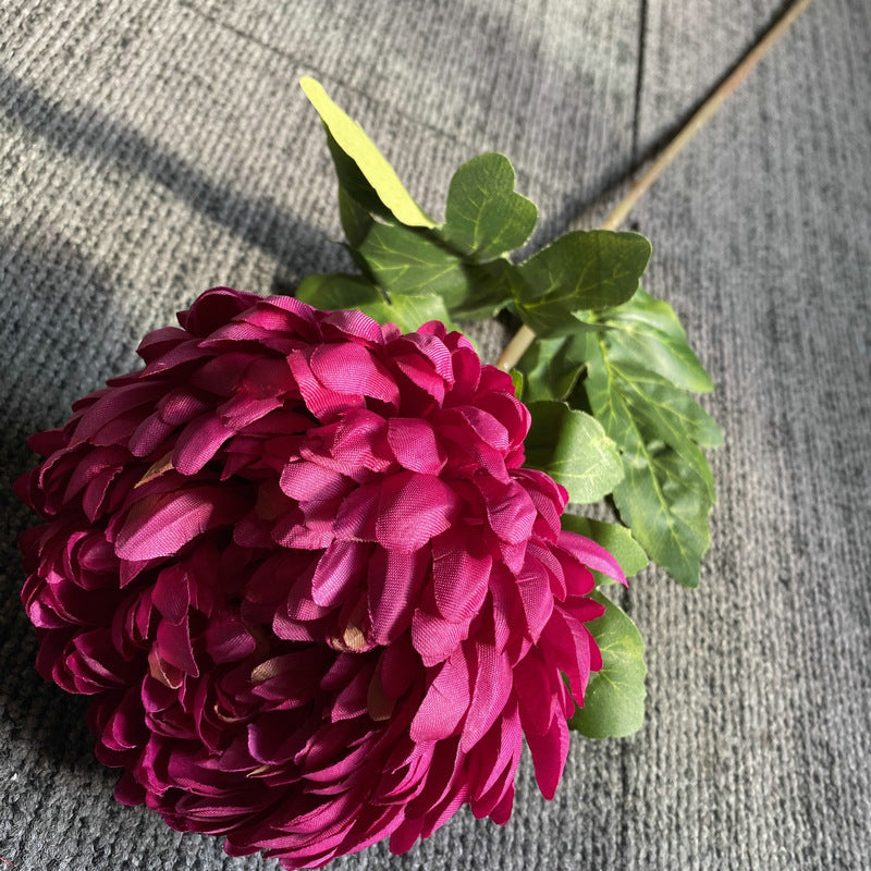 pale_apricot_chrysanthemum_floral_sprig
