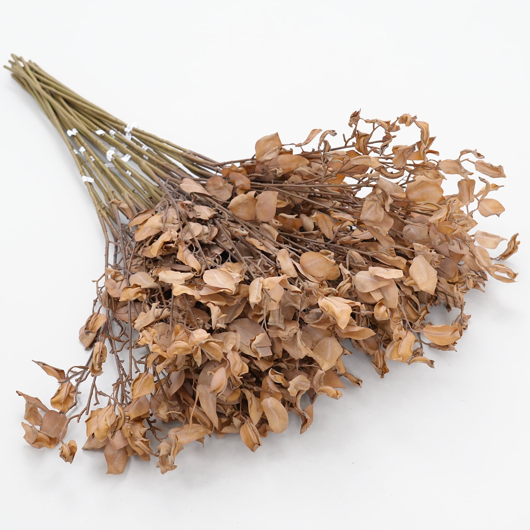 preserved_leaf_dusty_beige_branch