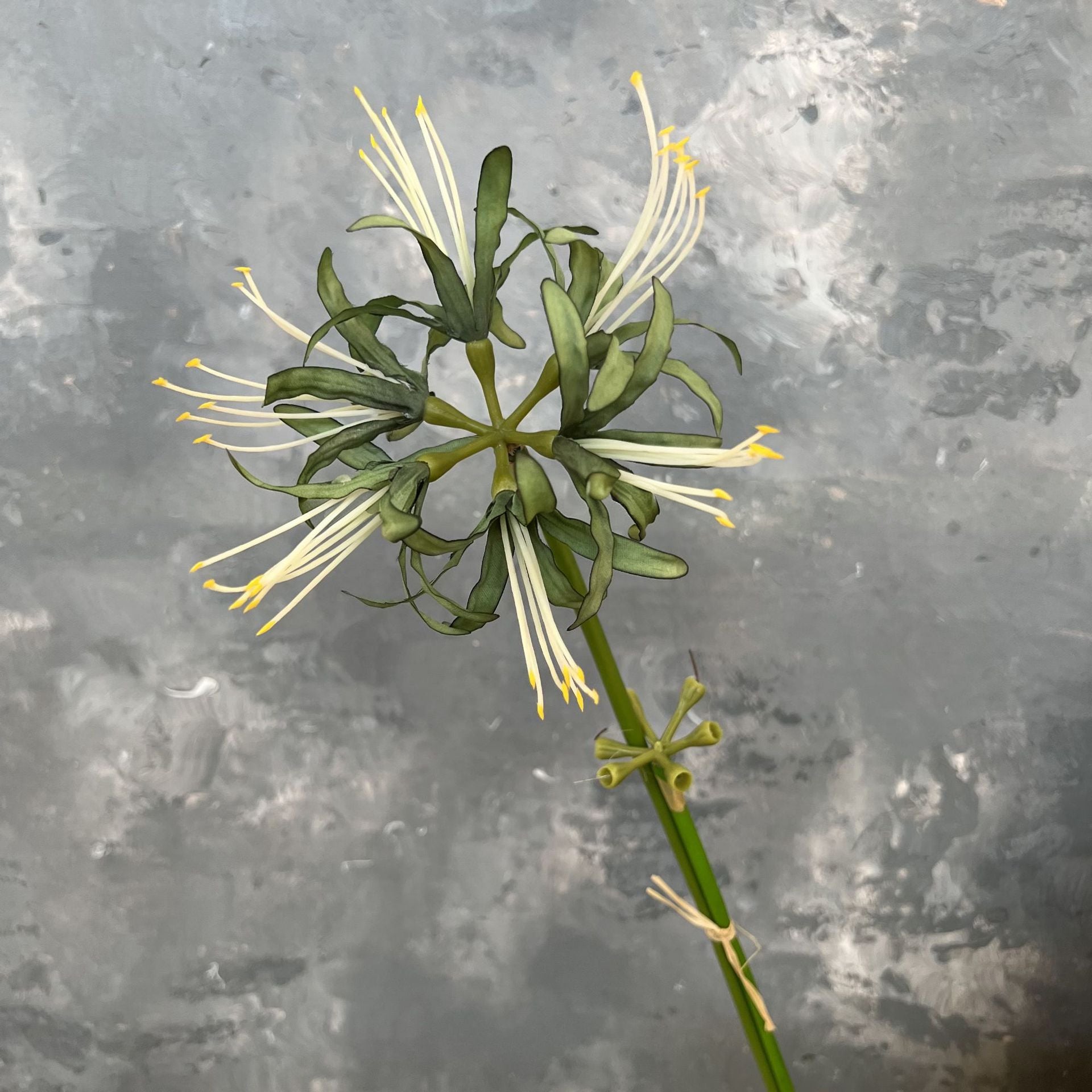 dual_shade_spider_lily_combination