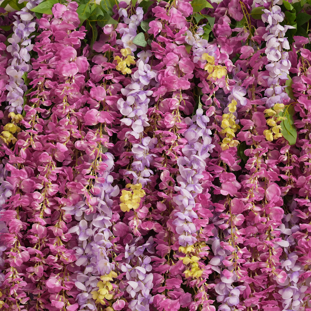 Wisteria flower wall with fresh green foliage along the top border