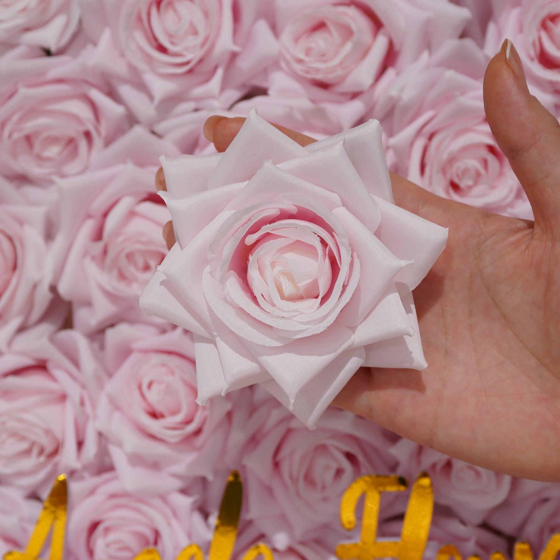 coral_peach_foam_rose_top_down_shot