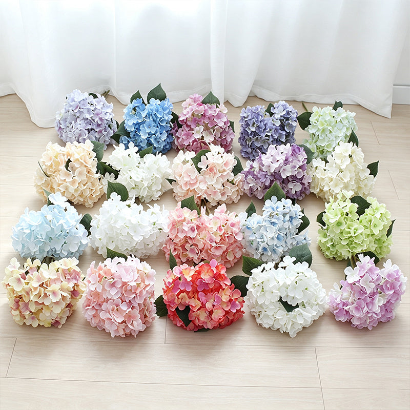 hydrangea_white_background