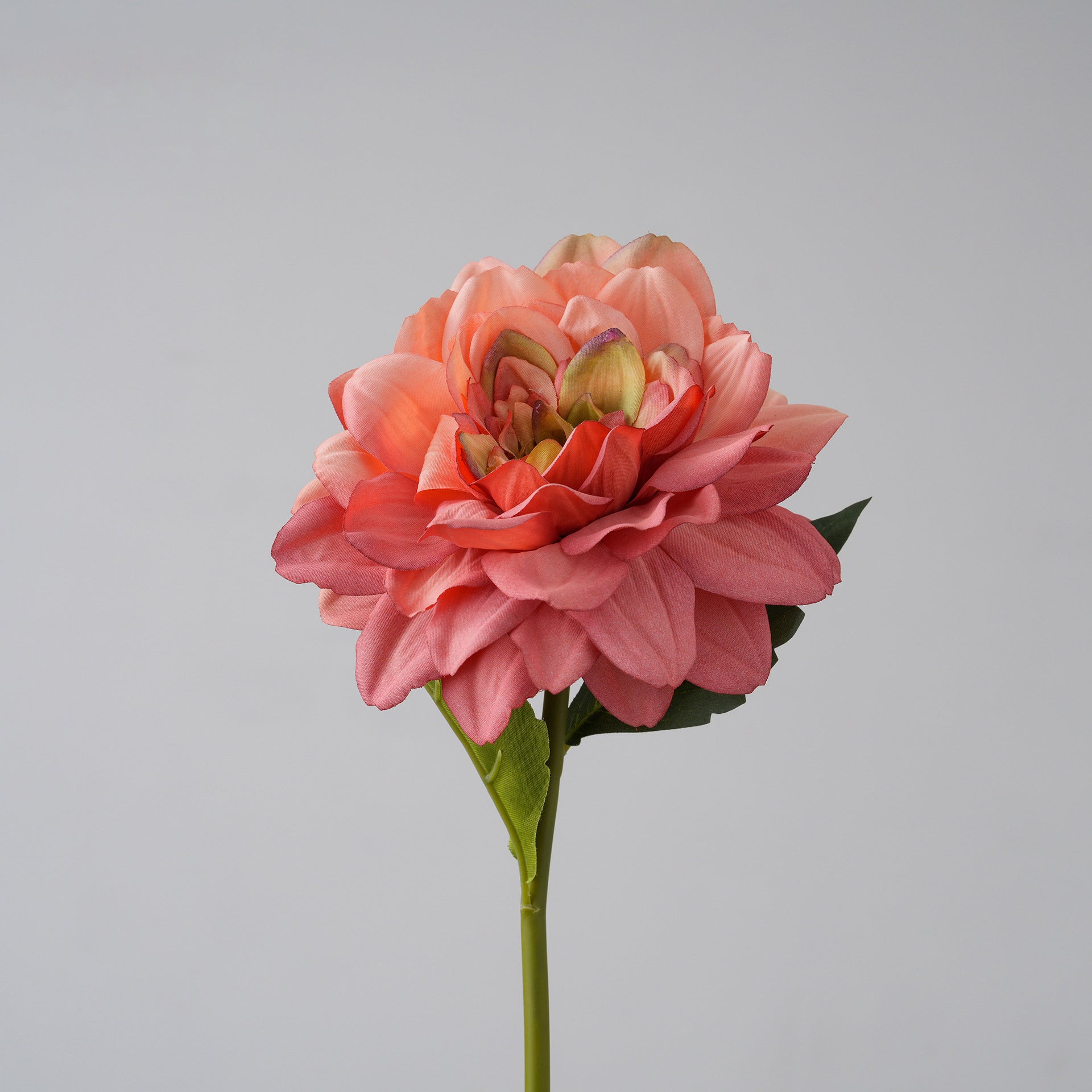pink_dahlia_stem_with_green_leaves