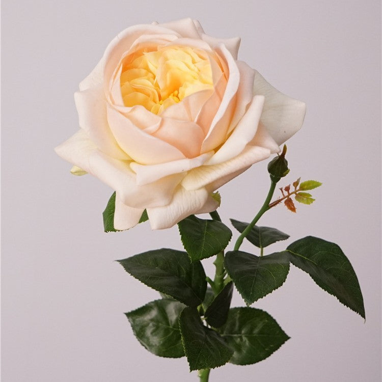 hot_pink_garden_rose_closeup_petal