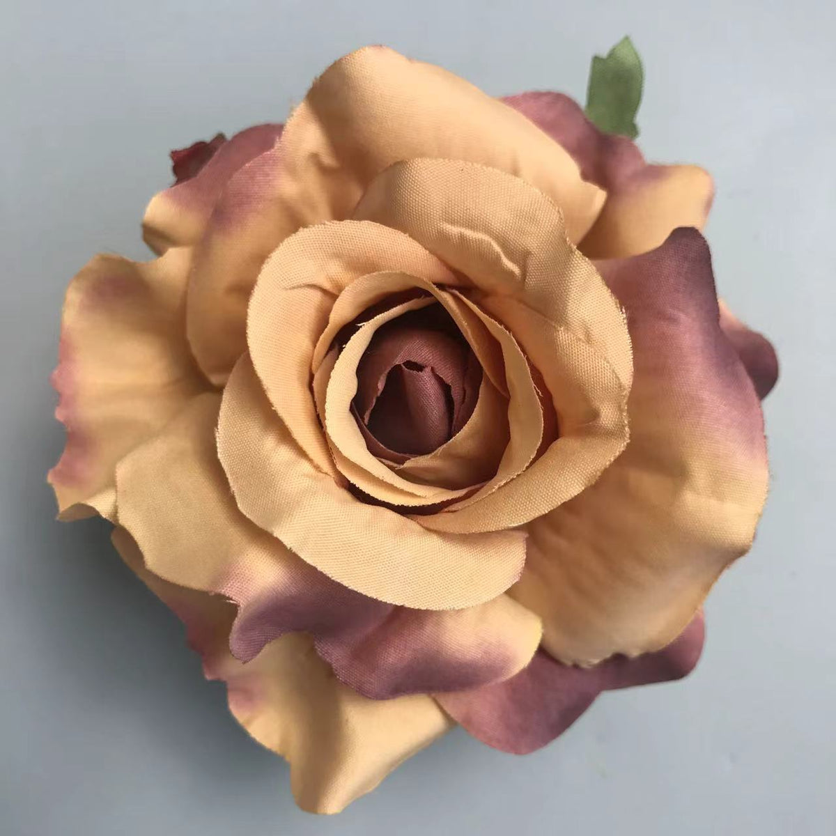 warm_peach_coral_rose_bloom_view