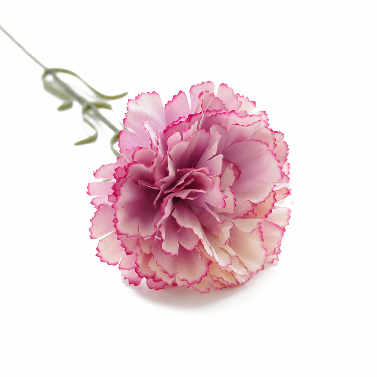 carnation_ruffled_petal_closeup