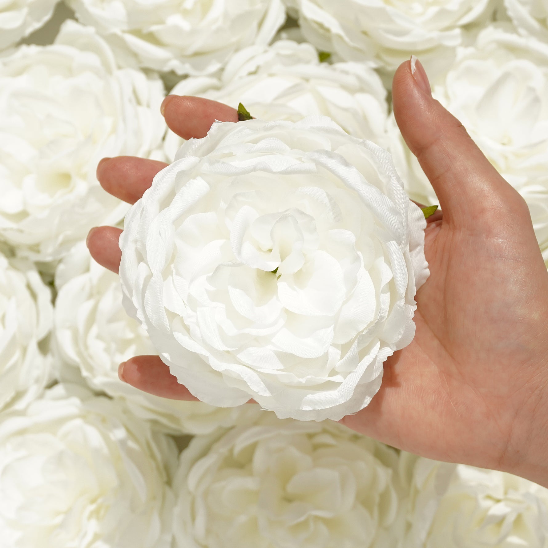 romantic-blush-rose-flowers