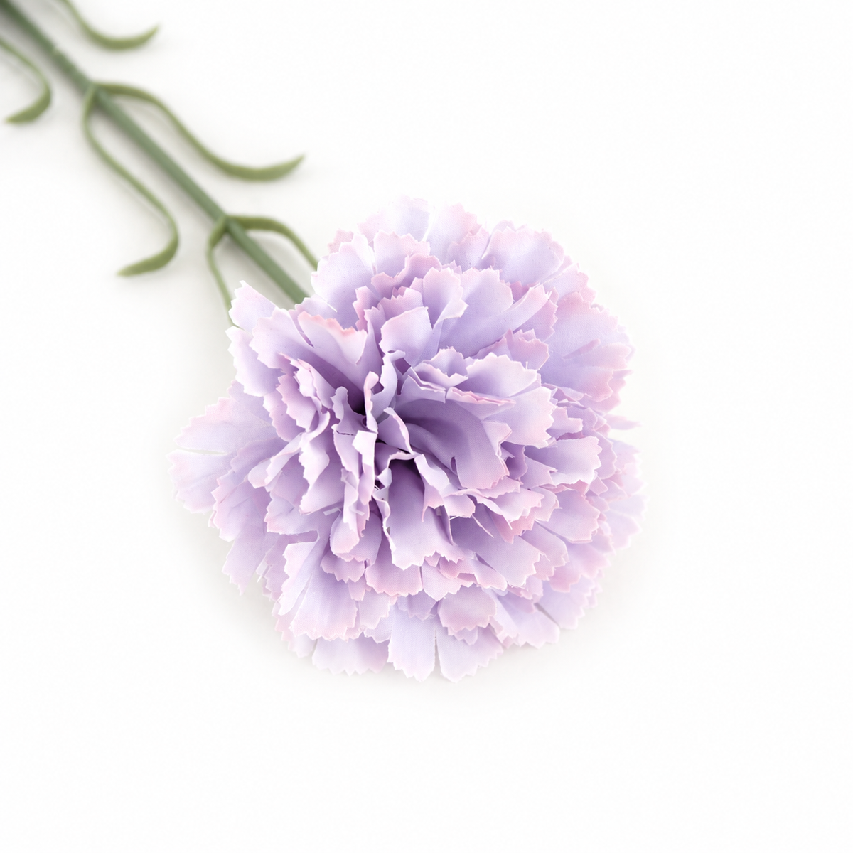 carnation_size_reference_shot