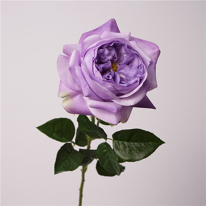 lilac_garden_rose_clean_background_view