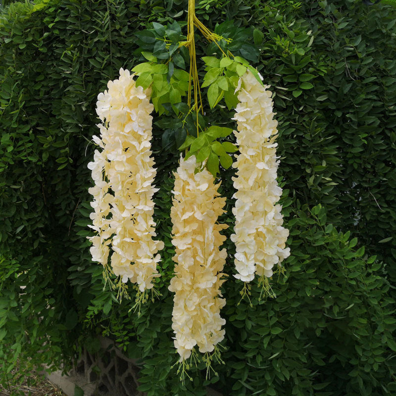 wisteria_flower_closeup