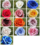 White artificial rose bloom head