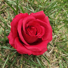 1. Wedding decor artificial rose blooms
