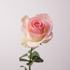 DIY arrangement rose stem