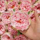 Peony Flower Head Craft Supply