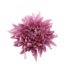 Ivory white faux spider mum flower head