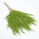 Fake White Drooping Amaranthus Foliage

