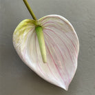 cream‑multitone‑artificial‑anthurium‑stems‑bulk‑wholesale