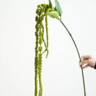 long stem artificial amaranthus for wedding arch