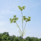 artificial-cow-parsley-floral-stem