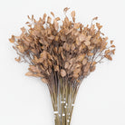 autumn_leaf_brown_foliage
