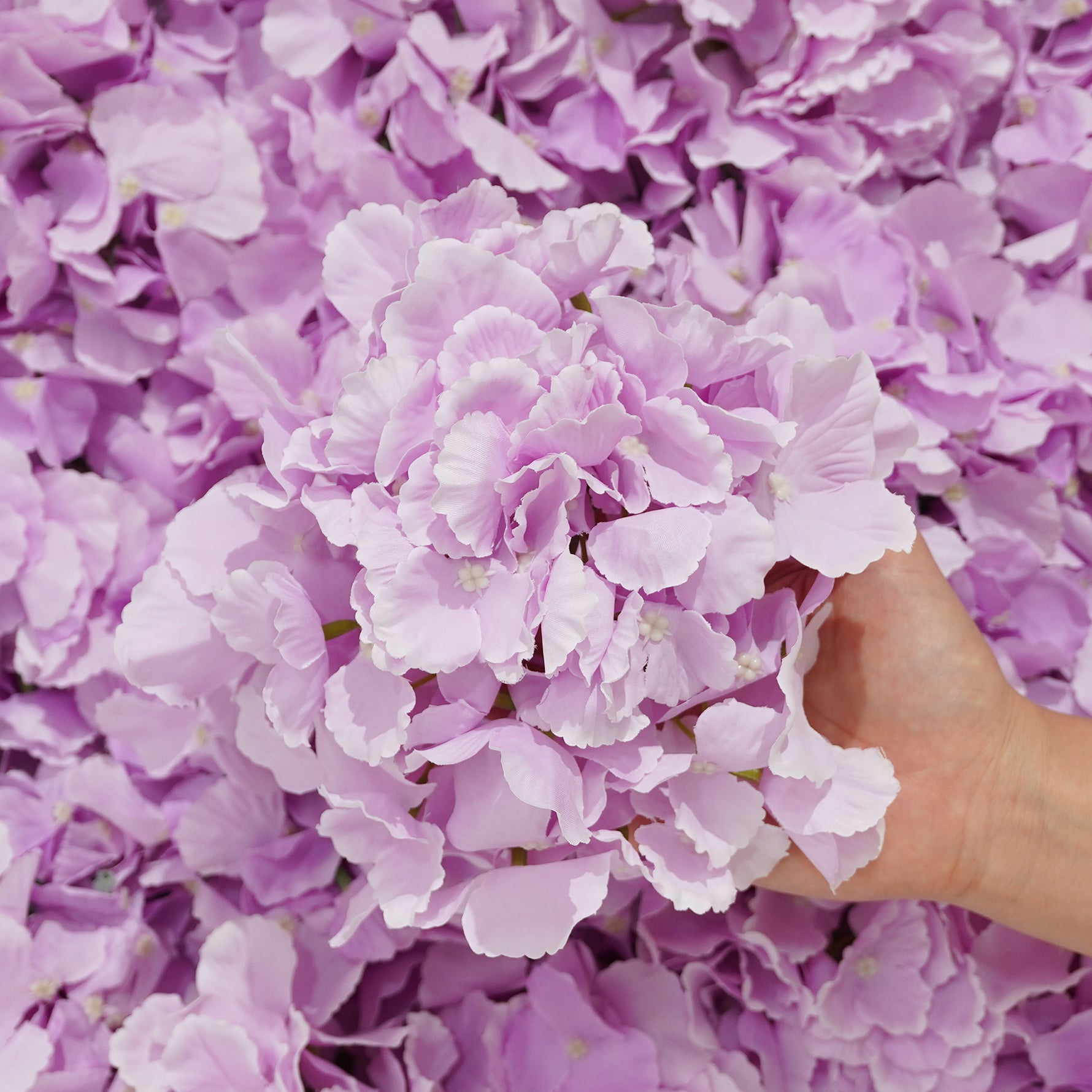hydrangea-wedding-floral-supply
