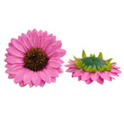 blue_artificial_sunflower_flower_head