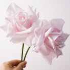 pale_cream_rose_single_stem_studio