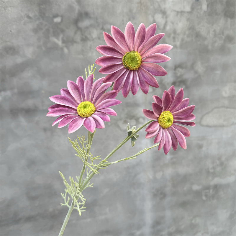two_tone_orange_daisy