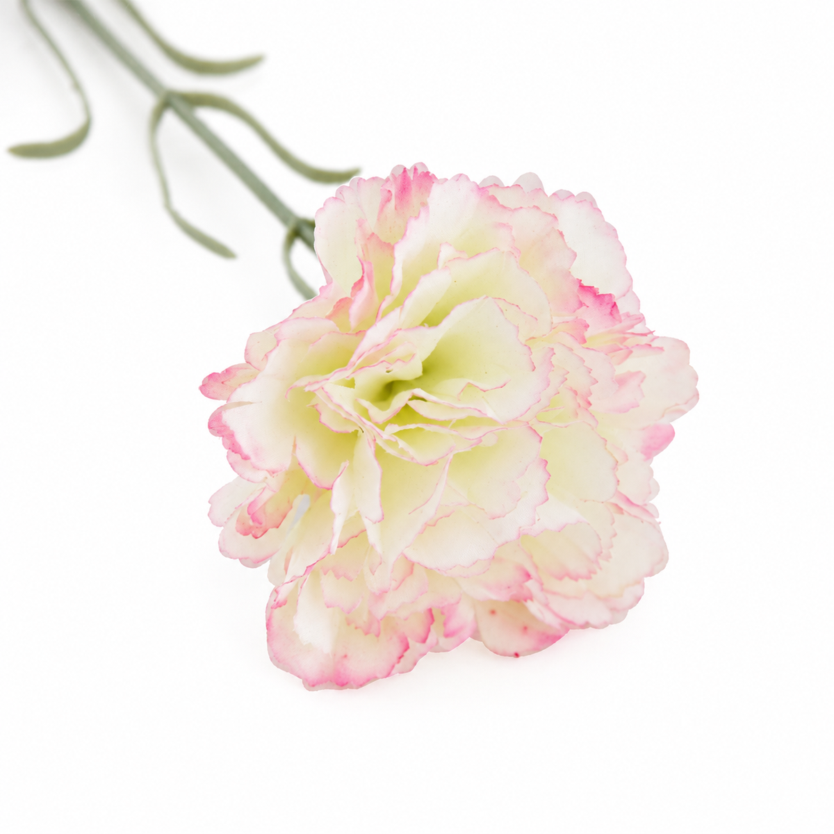 carnation_white_studio_backdrop