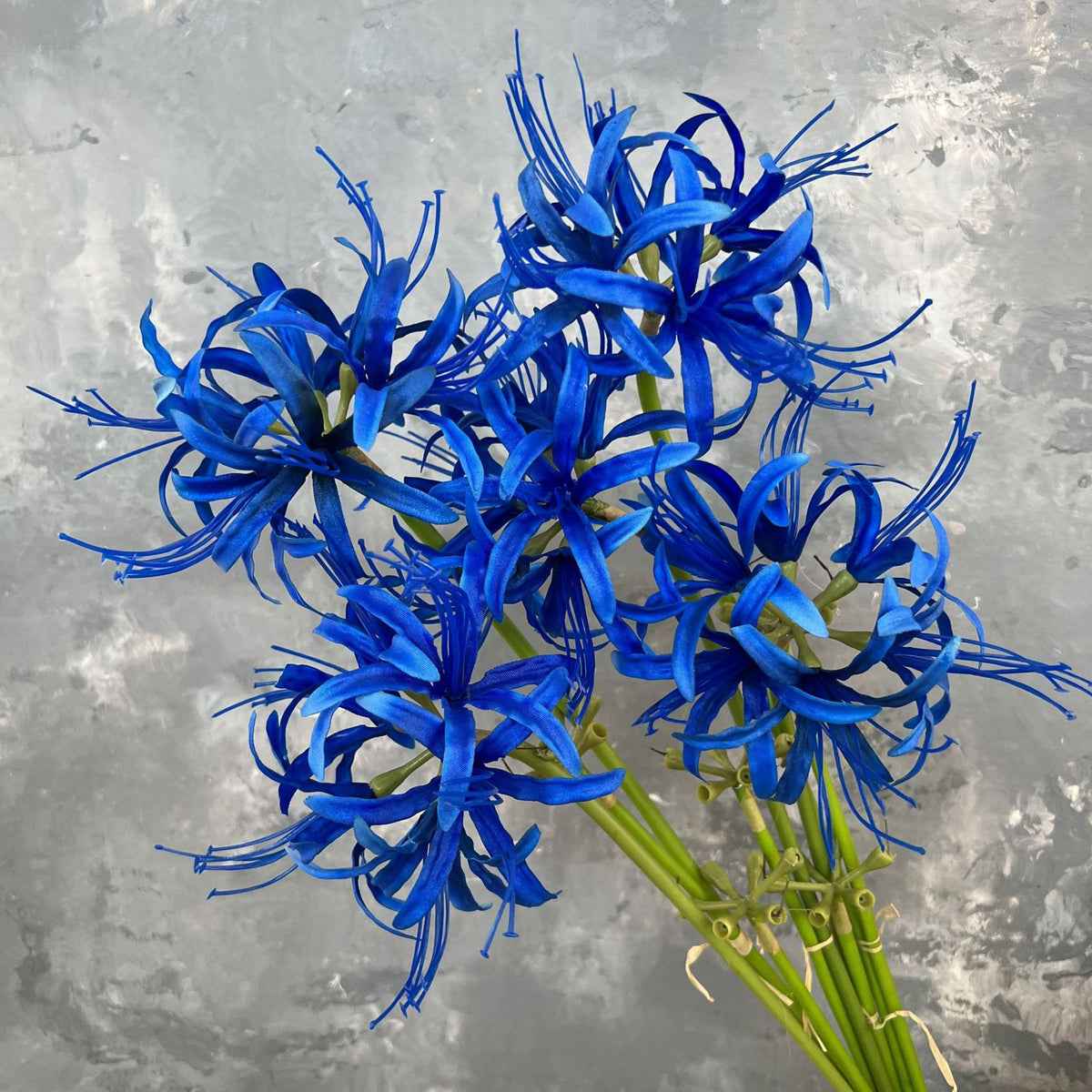 lavender_spider_lily_stem_shot