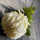 crimson_red_chrysanthemum_flower_head