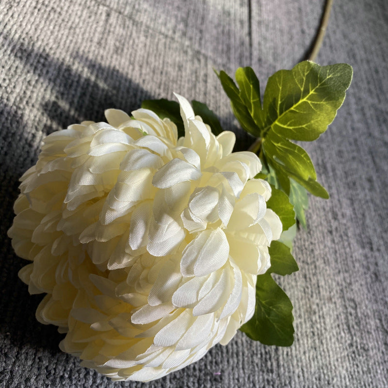 crimson_red_chrysanthemum_flower_head