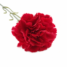 carnation_baptism_floral_setup