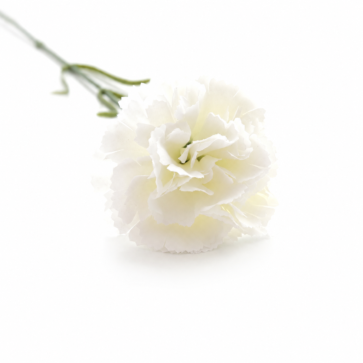 scarlet_red_carnation_floral