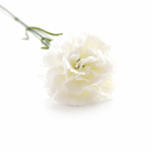 scarlet_red_carnation_floral