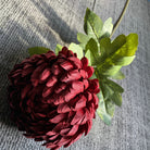 plump_chrysanthemum_bloom_isolated_view