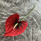 mixed_color_anthurium_bouquet