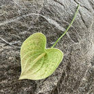 soft_pink_silk_palm_sprig
