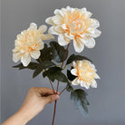 burgundy_dahlia_bunch
