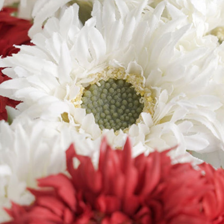 frilled_gerbera_stem