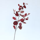 soft_blush_eucalyptus_leaf_closeup
