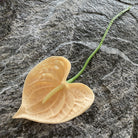 emerald_silk_palm_single_bloom