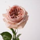 buttercream_garden_rose_stem_with_leaves