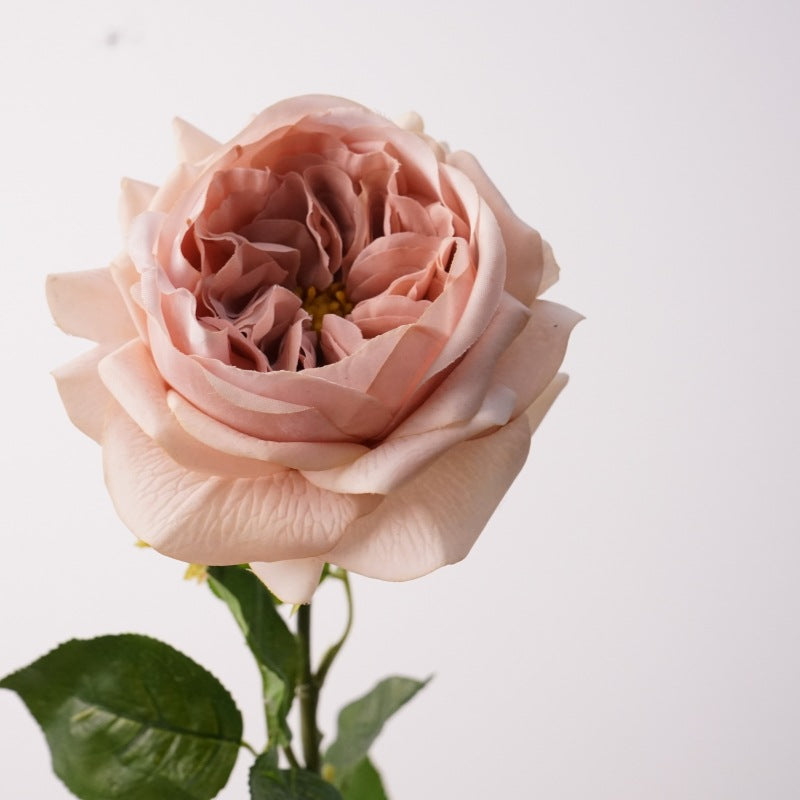 buttercream_garden_rose_stem_with_leaves