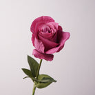 Assorted color faux rose
