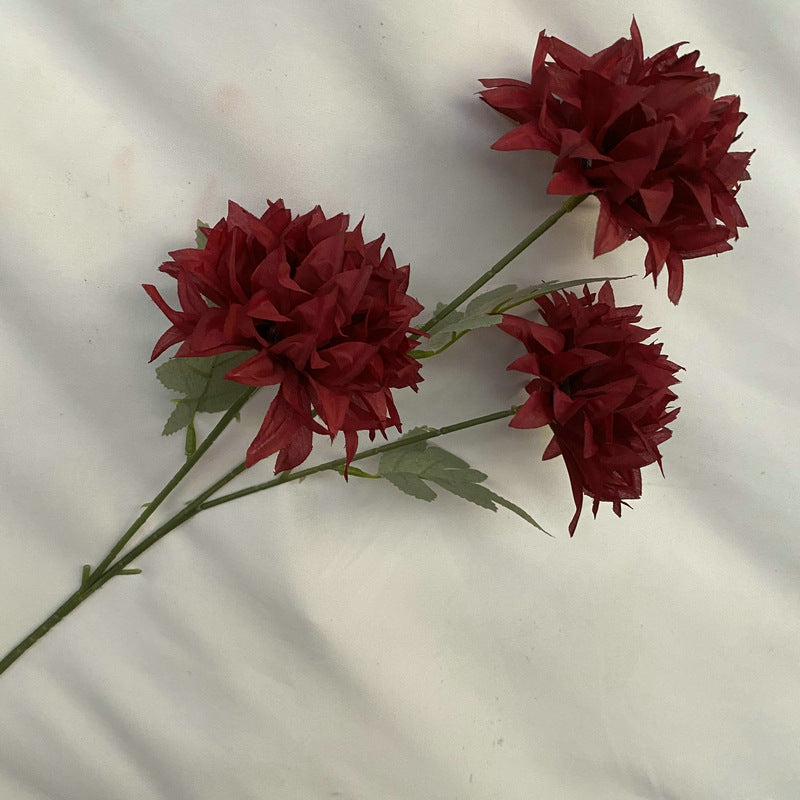 soft_blush_dahlia_flower_close_up