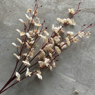 deep_red_branching_orchid_stem